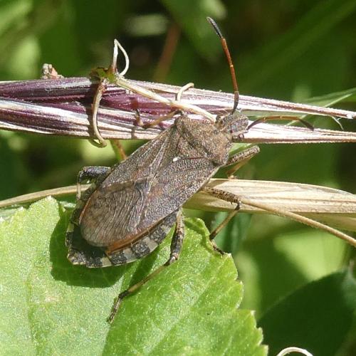 Ceraleptus gracilicornis